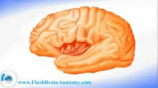 Brain Anatomy And Lateral Brain Cortex [upl. by Nairam]