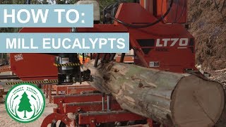 How To Mill Eucalypts [upl. by Ttezil265]