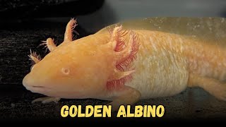 Golden Albino Axolotl  Types Of Axolotl Morphs Care Guide for Beginners [upl. by Htebazileyram724]