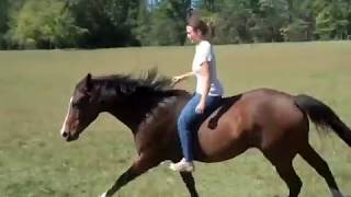 Horseback riding bareback bridleless  galloping lead changes music stripped￼… see repost￼ [upl. by Kwok]