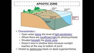 Ecosystem Concept Lake zonation and Tropical Rainforest stratification [upl. by Alyssa175]