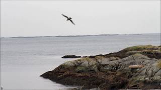 Boatramp Bigfoot Beach Spot [upl. by Yesiad270]