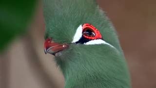 Guinea Turaco Tauraco persa  Green Turaco  20130427 [upl. by Auberbach]