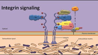 Integrin signaling [upl. by Leemaj483]