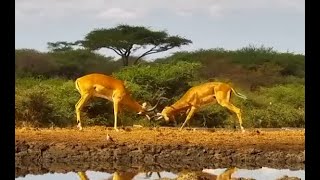 Impala Rams Start The Day Dueling [upl. by Sanburn]