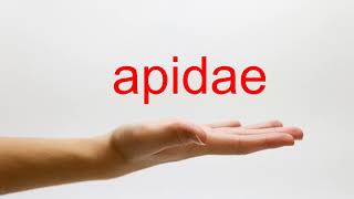 How to Pronounce apidae  American English [upl. by Lindholm]