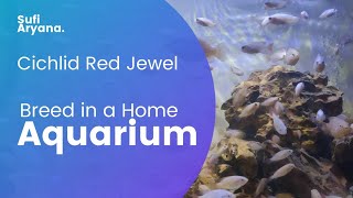 Cichlid Red Jewel  Breed in a Home Aquarium [upl. by Oiramrej814]