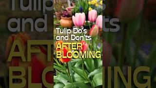 Dos amp Donts After Tulips Are Done Flowering shorts garden tulip [upl. by Etnahs754]