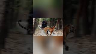 Tiger🐯 vs Sloth bear 🐻 shorts tiger bear wildlife India [upl. by Aleck969]