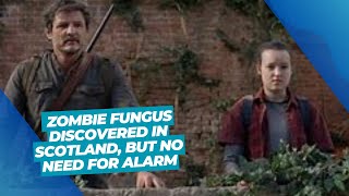 Zombie Fungus Discovered in Scotland But No Need for Alarm [upl. by Anallese]