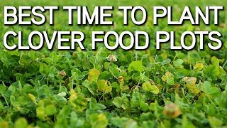 Best Time To Plant Clover Food Plots [upl. by Ahtnama]