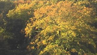 Autumn Reflections of Rudyard Lake [upl. by Iny]