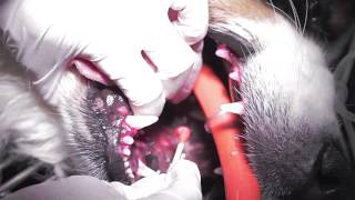 Canine Dental Prophy From Start to Finish [upl. by Ahseyn]