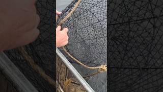 Catching Catfish In Wire Nets viralvideo music fishing fish trap viralshorts like share [upl. by Lubow462]