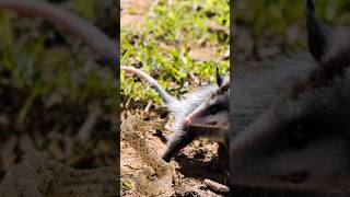 ZARIGÜEYA comiendo Serpiente CASCABEL 😱 [upl. by Iuqcaj]