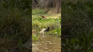 Jaguar Attacks on Alligator when he was taking Sun Bath😳jaguar caiman alligator wildanimals [upl. by Aleahcim]