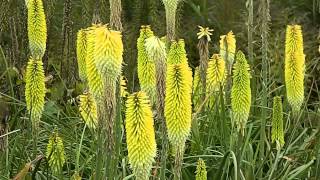 Kniphofia hybr Percys Pride [upl. by Elbring766]