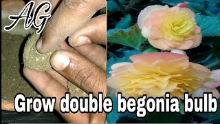 How to grow Begunia double flower bulb [upl. by Inafetse374]