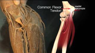 Forearm Flexor Compartment Superficial Muscles  Anatomy Tutorial [upl. by Imehon]