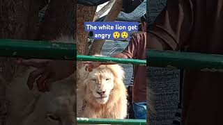 Loin king shortmusic loins nature whitelions animallover [upl. by Onnem838]