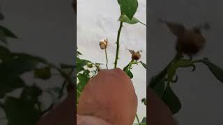 Downy mildew identifying [upl. by Ahsikrats]