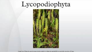 Lycopodiophyta [upl. by Etnaud]