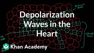 Depolarization waves flowing through the heart  NCLEXRN  Khan Academy [upl. by Barrett]