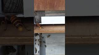 Giant hornet attack and hunt Japanese honeybees [upl. by Nyroc]