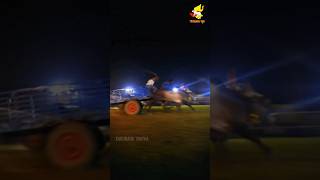 BULLOCK CART RACE IN KARNATAKA [upl. by Magan383]