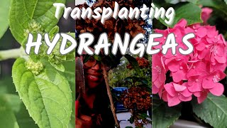 🌺 Transplanting Hydrangeas amp Hibiscus in September 🦋 Zone 9 [upl. by Nims171]