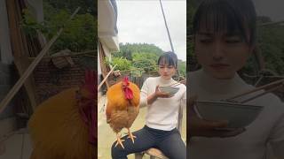 The big rooster is hungry and comes to me for food viralvideo shortvideo animals farmlife [upl. by Keary207]