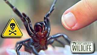 How DEADLY Is The BITE Of The FUNNEL WEB SPIDER [upl. by Onabru]