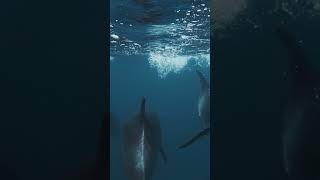 Chasing Bottlenose Dolphins  Galápagos Islands  Lindblad Expeditions [upl. by Anniken]