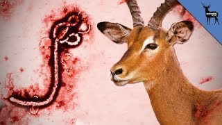 Which Animals Spread Ebola [upl. by Ahsytal]