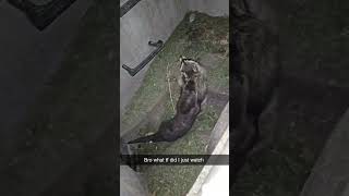 Otter vs Raccoon [upl. by Jaela153]