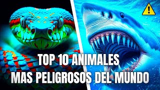 TOP 10 ANIMALES MAS PELIGROSOS DEL MUNDO  curiosidades y datos [upl. by Sherris]