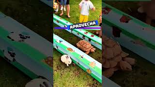 🐇🆚🐢 Conejo vs tortuga  Esemajeengasado LaCerpetadelosvrgzos youtube shorts [upl. by Eart]