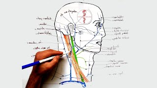 Venele capului și gâtului [upl. by Einad]
