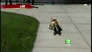 Bulldog Rides Skateboard [upl. by Reyam]