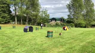 Hoopers Dog Agility Champion at Plas Issa Farm [upl. by Jo]