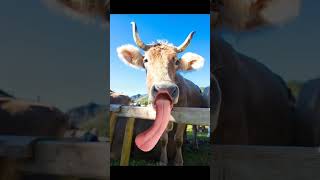 Cow Funny Video treding shorts funnyvideo [upl. by Pagas808]