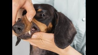 Entfernen von Zahnstein bei Hunden [upl. by Damales]