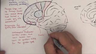 Part 2 Functional Brain Areas [upl. by Bakeman142]