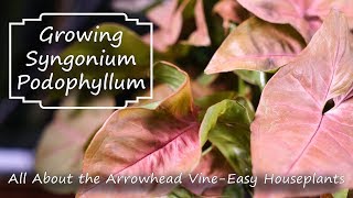 Arrowhead Vine  Syngonium Podophyllum  Supreme Houseplants [upl. by Nathanial]