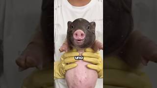 Adoptó un cerdito pero pasó algo terrible 😱 animales [upl. by Scoville]