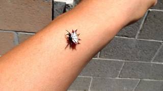 Spiny Orbweaver Spider  Gasteracantha cancriformis [upl. by Macdonald714]