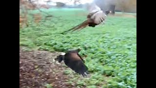 HARRIS HAWK FALCONRY [upl. by Ybbor]