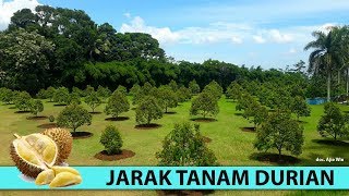 JARAK TANAM DURIAN YANG IDEAL CEPAT BERBUAH  DURIAN MUSANG KING MONTONG BAWOR DLL [upl. by Otrebogad]