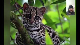 New Species Of Tiger Cat Discovered [upl. by Jorey255]