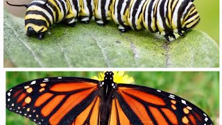 Caterpillars To Butterflies7 [upl. by Deehahs]